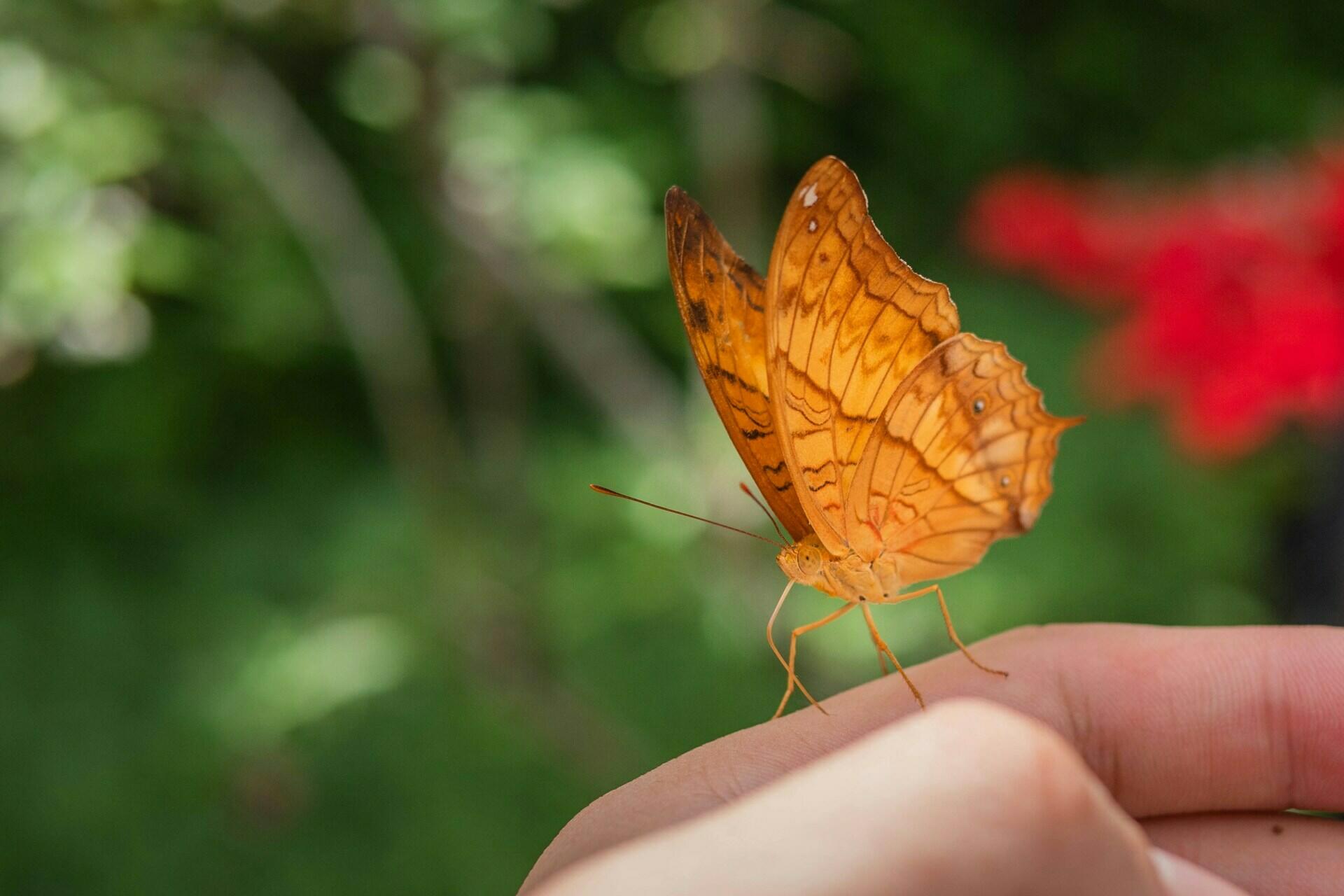 Schmetterling auf Finger