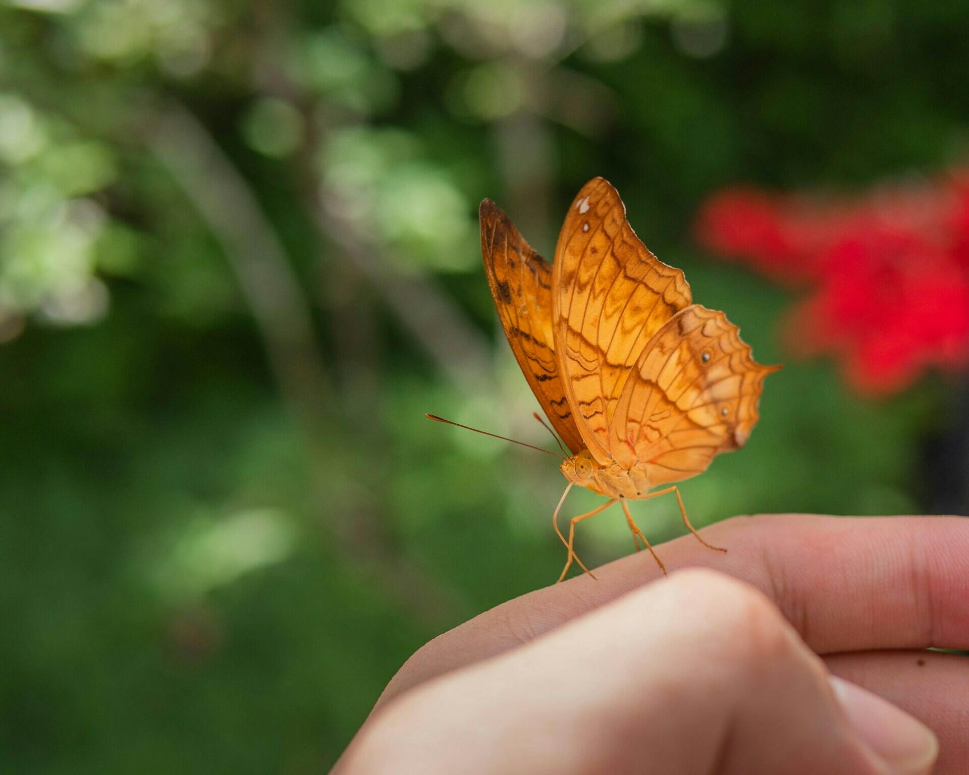 Schmetterling auf Finger