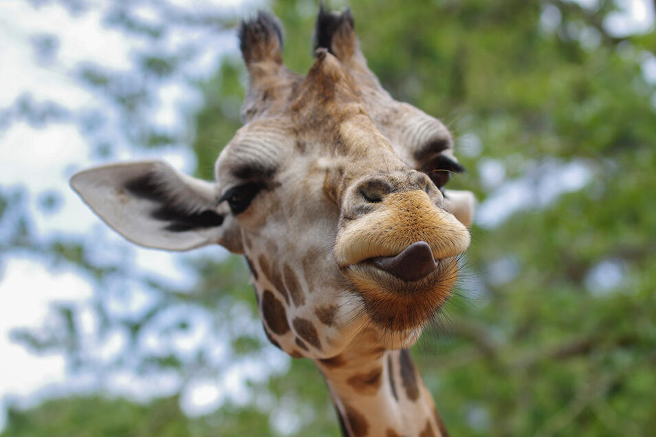 Eine Giraffe mit rausgestreckter Zunge.